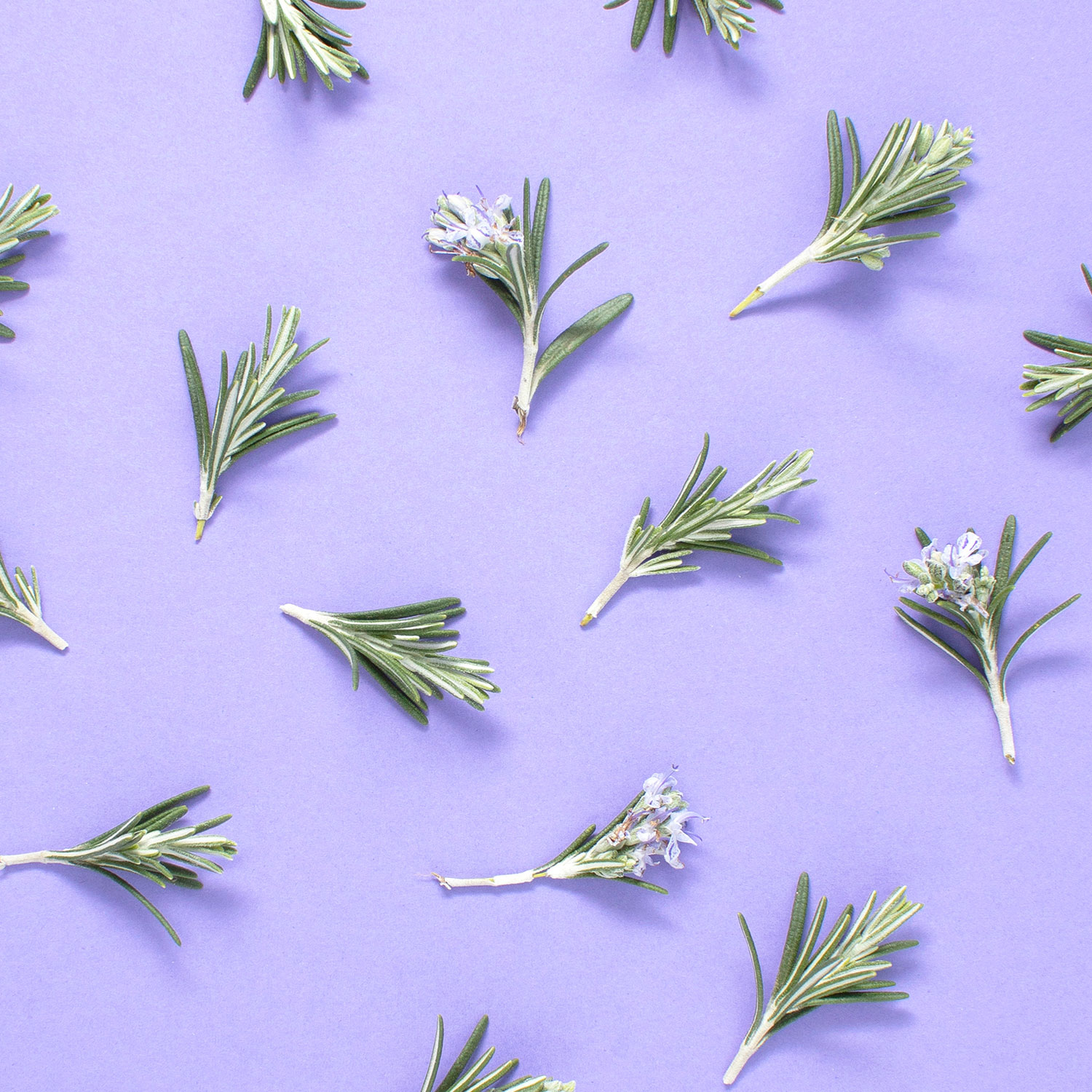 romarin à Verbénone